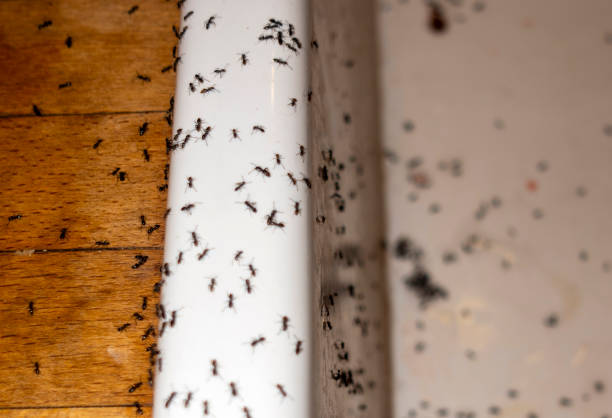 Best Affordable Pest Control Services  in Livonia, LA